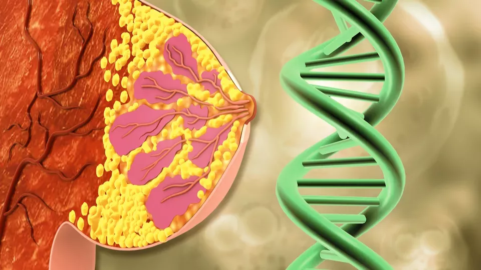 Illustration of breast and DNA 