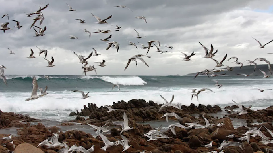 Scientists have been able to show that birds fly faster in flocks. Photo: Beninfreo