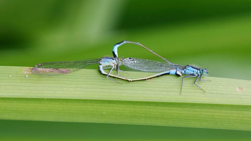 The blue-tailed damselfly (Ischnura elegans) in mating formation. Photo: Rachael Dudaniec
