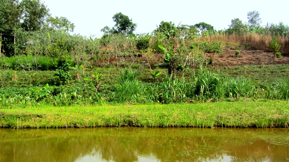 Agricultural landscape in Uganda