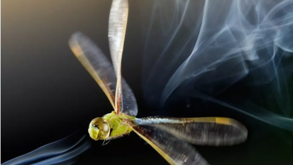 An American emperor dragonfly accelerates streaks of smoke down when it flaps its four wings. The photo has been edited. PHOTO: IGOR SIWANOWICZ/HUAI-TI LIN