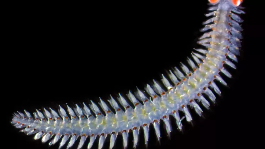 bristle worm Vanadis (Photo: Michael Bok)