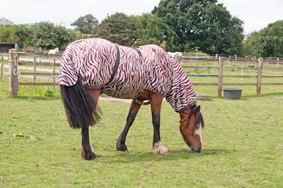 Susanne Åkesson's research has ignited the production of zebra-covers for horses protecting them against horse-flies. Photo: Shutterstock