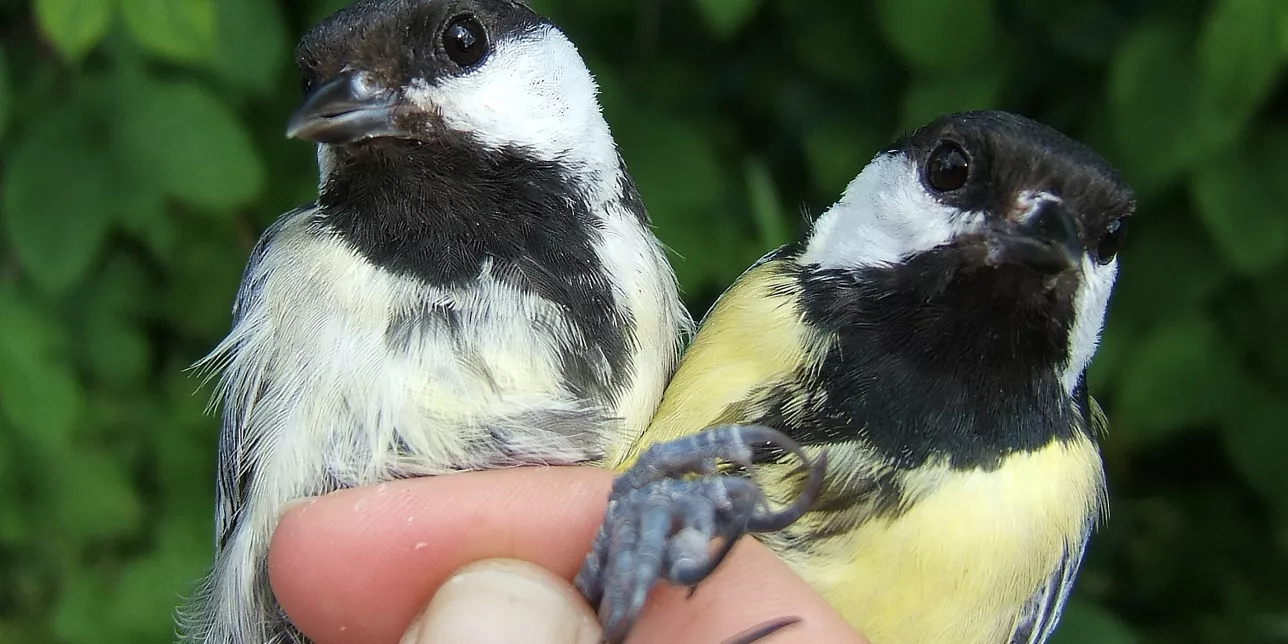 Two great tits sitting on a hand