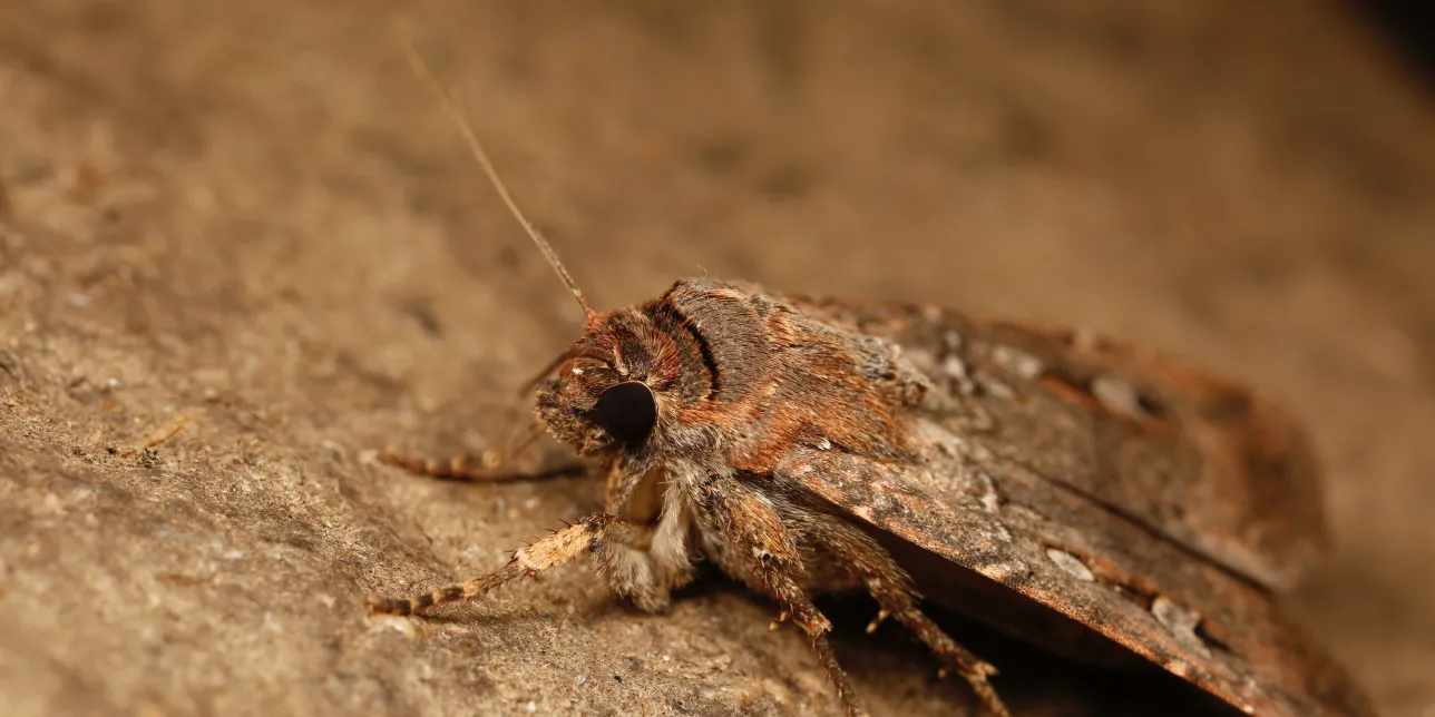 Close-up of a Bogong moth