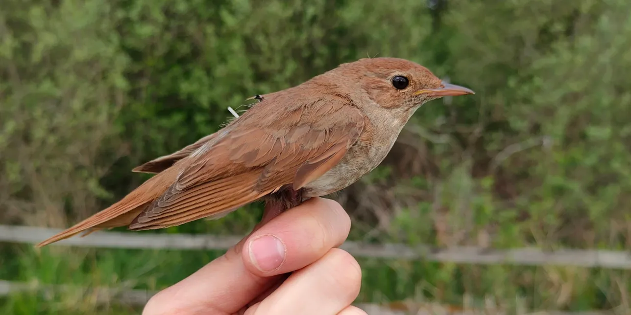 A songbird perched on a human hand