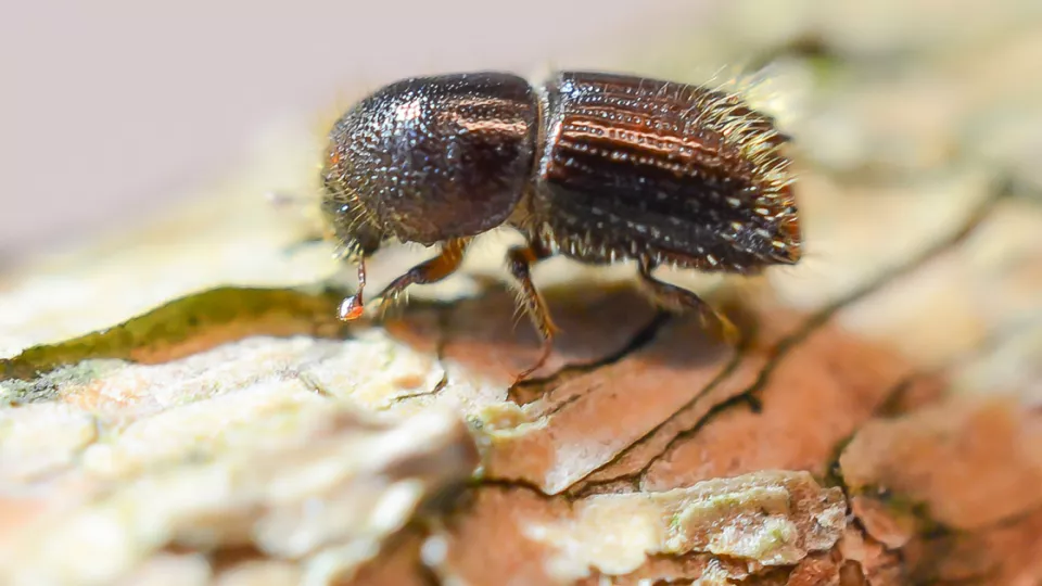 Close-up of a spruce bark beetle