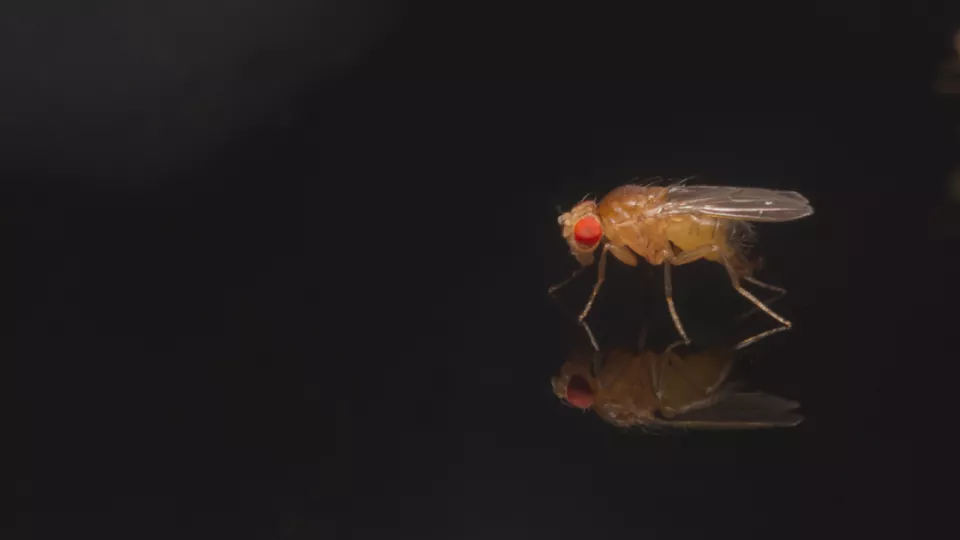 Fruit fly on dark surface