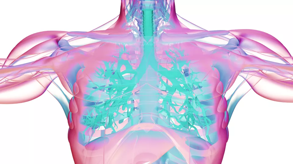 Illustration of upper body and lungs