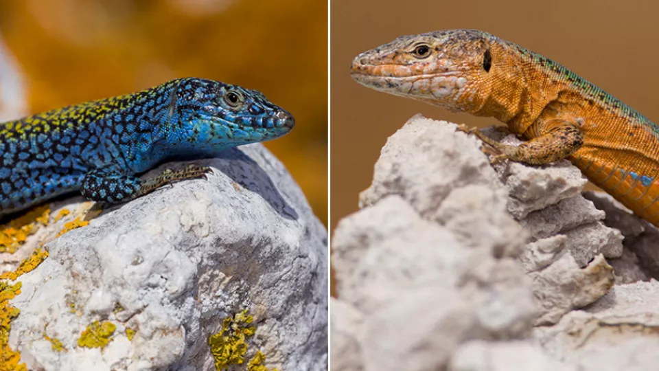 Two colorful lizards