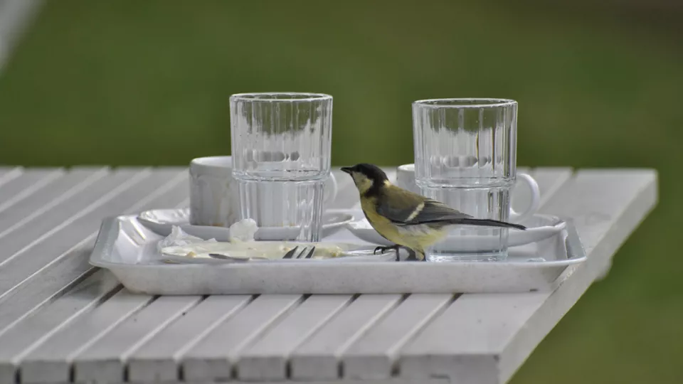Bird on a picnic table