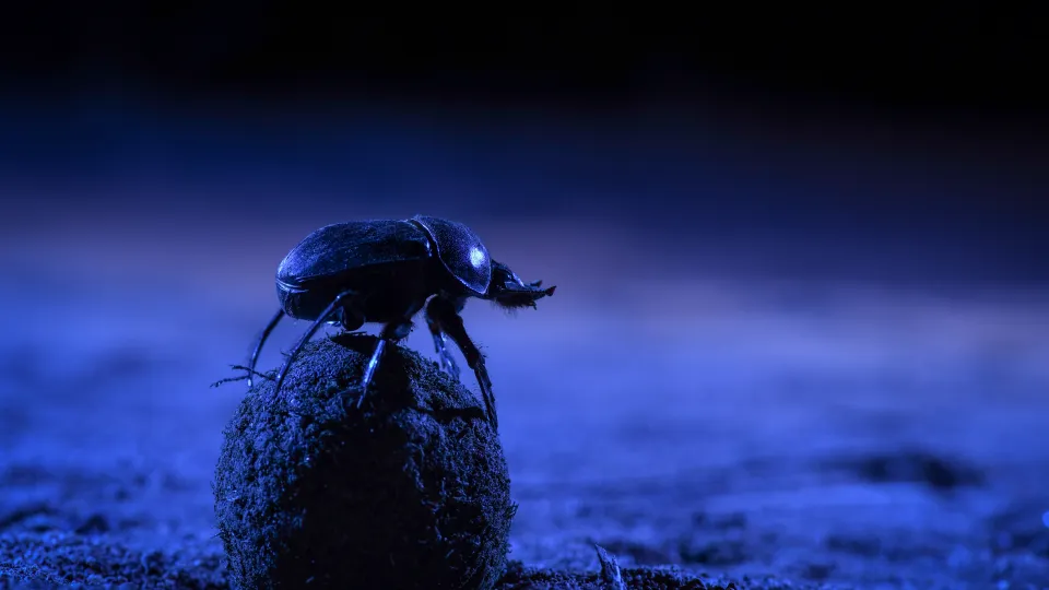 A nocturnal dung beetle climbing atop its dung ball to survey the  stars before starting to roll