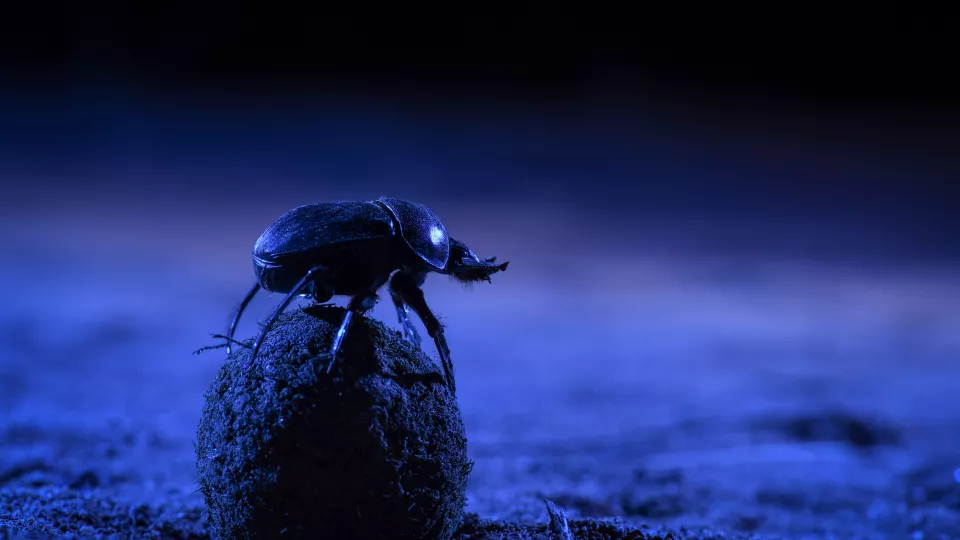 A nocturnal dung beetle climbing atop its dung ball to survey the  stars before starting to roll