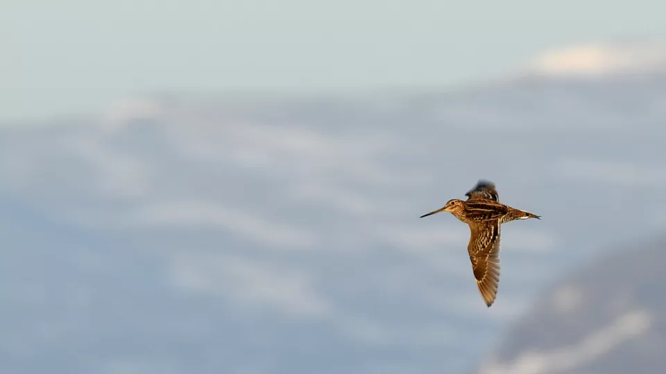 A bird flying with mountain backdrop