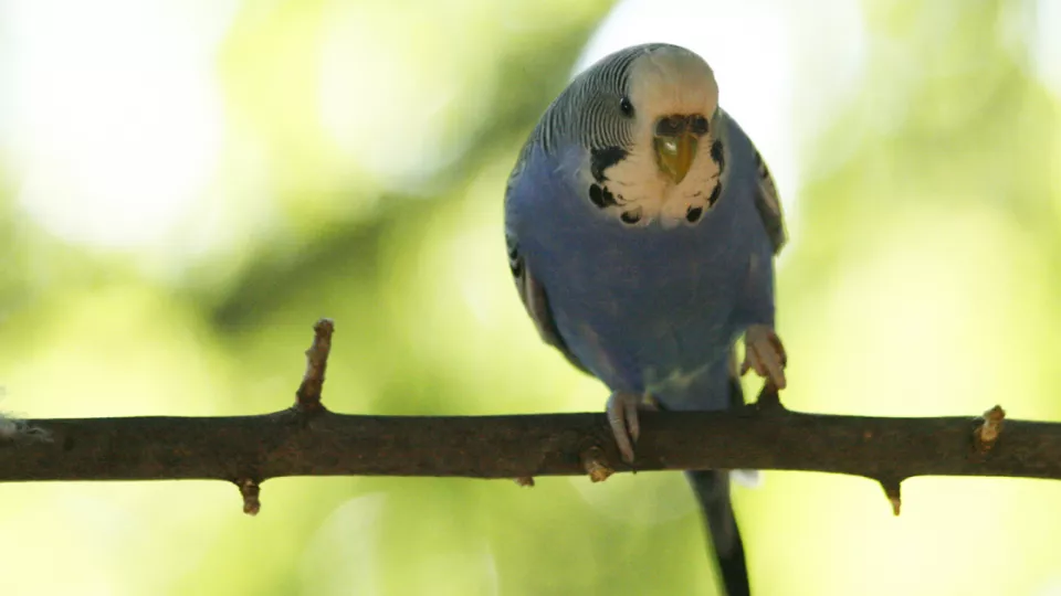 Budgie sitting on branch