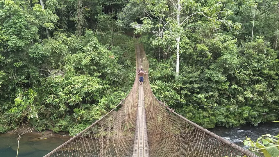A bridge in a rain forest
