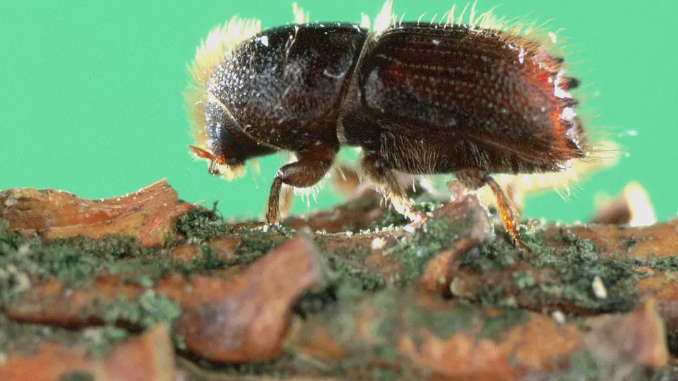 A Eurasian spruce bark beetle