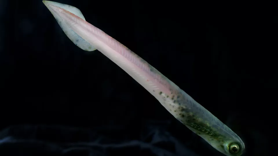 Model of the ancient eel-like animal
