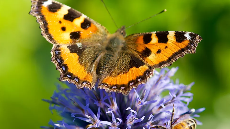 Butterfly on a flower