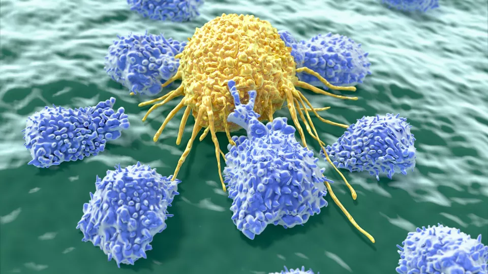 Illustration of killer cells