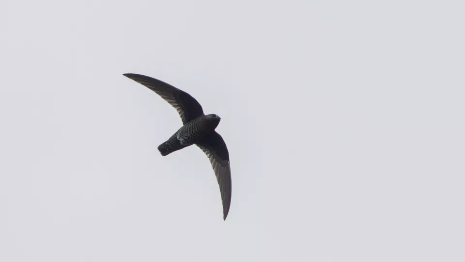 A black swift flying
