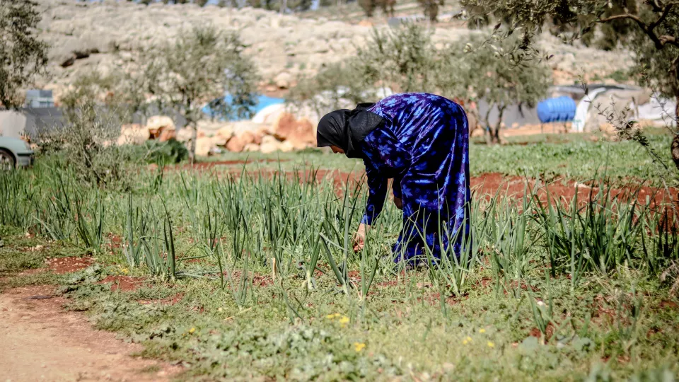 Woman in field in Syria