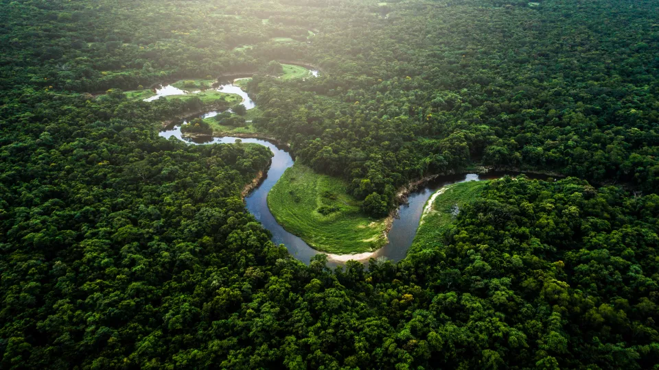 The jungle of Amazonas