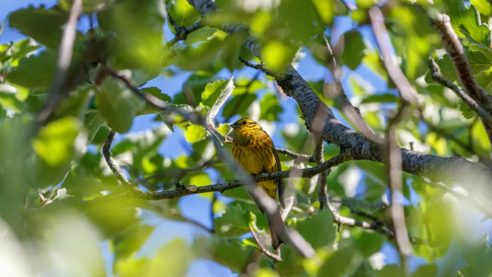 Yellowhammer bird in a tree