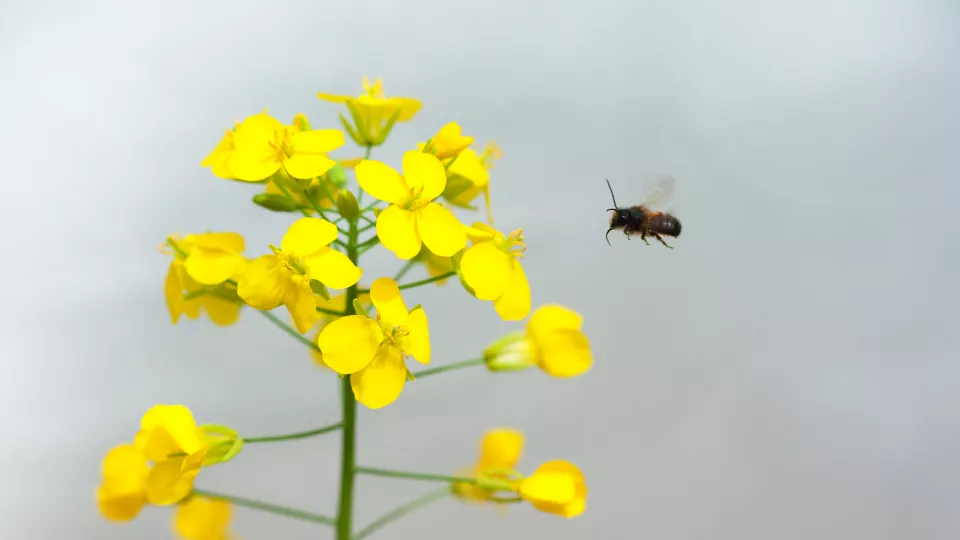 A bee flying among rapeseed flowers