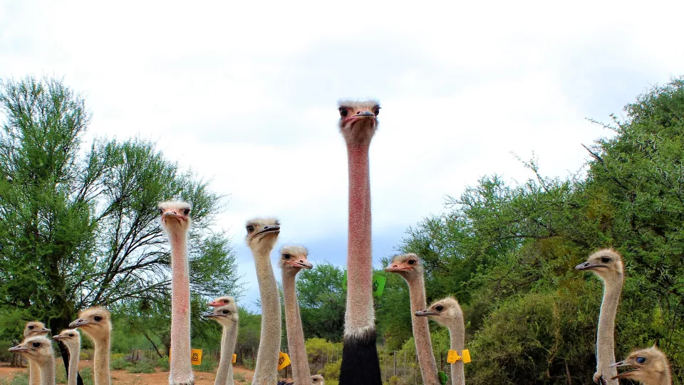 A group of ostriches
