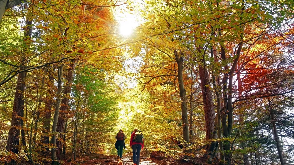 People in an autumn forest