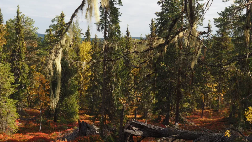 Old forests with dense trees