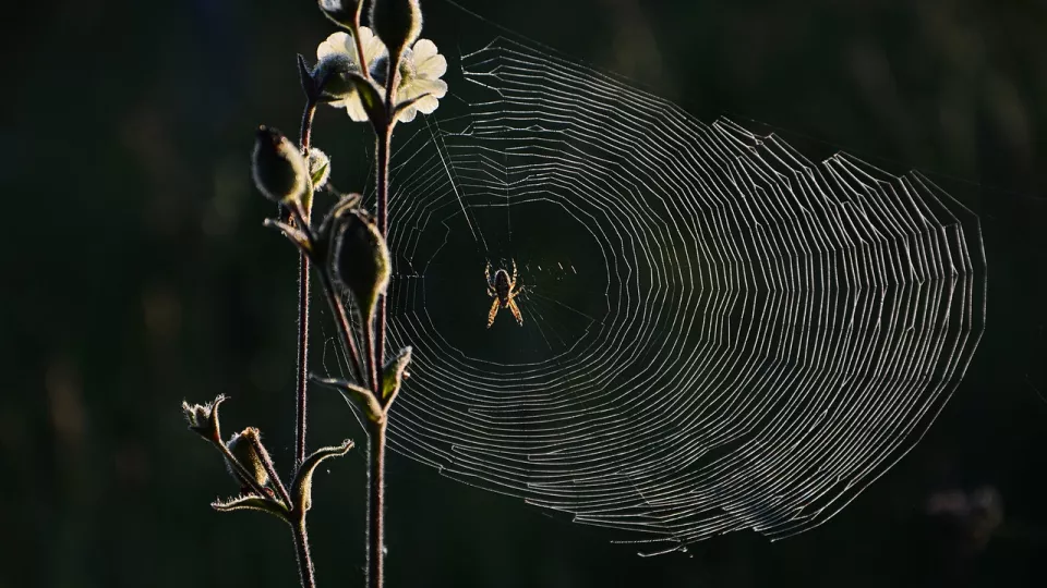 A spider in its web next to a plant