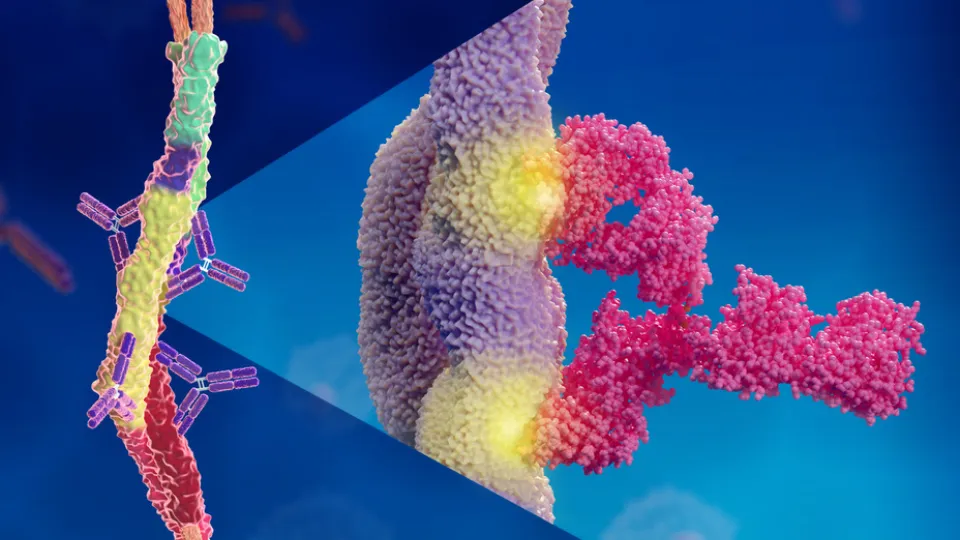 Illustration of antibody binding mechanism