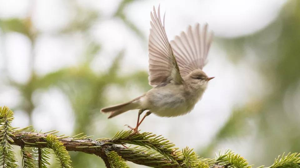 A willow warbler on a branch