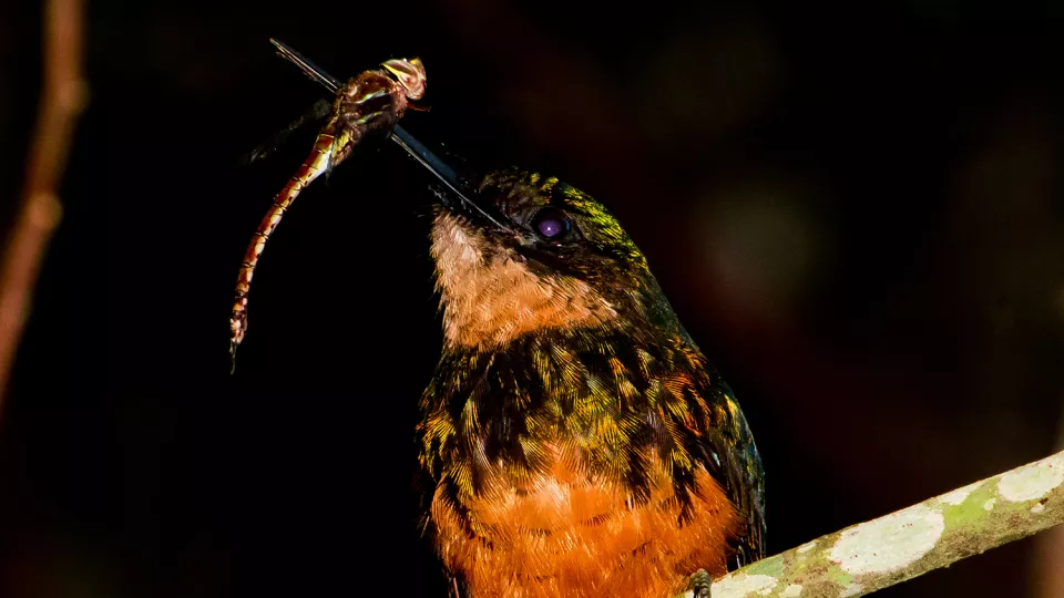 A Rufous-tailed Jacamar perched on a branch