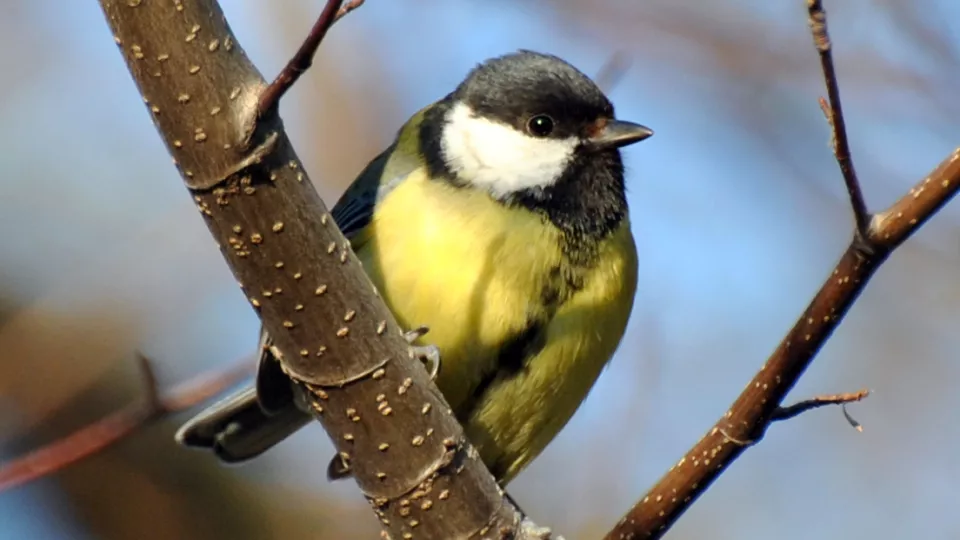 Great tit on a branch 