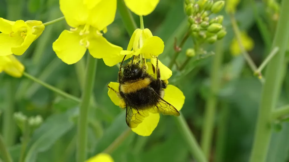 Bumblebee on rapeseed flower