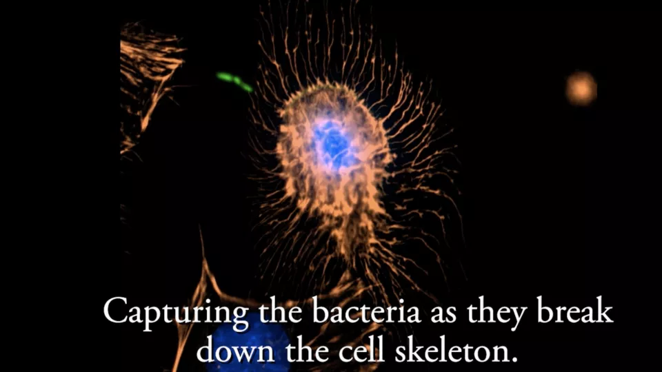Image taken using new technology, of bacteria breaking down a cell