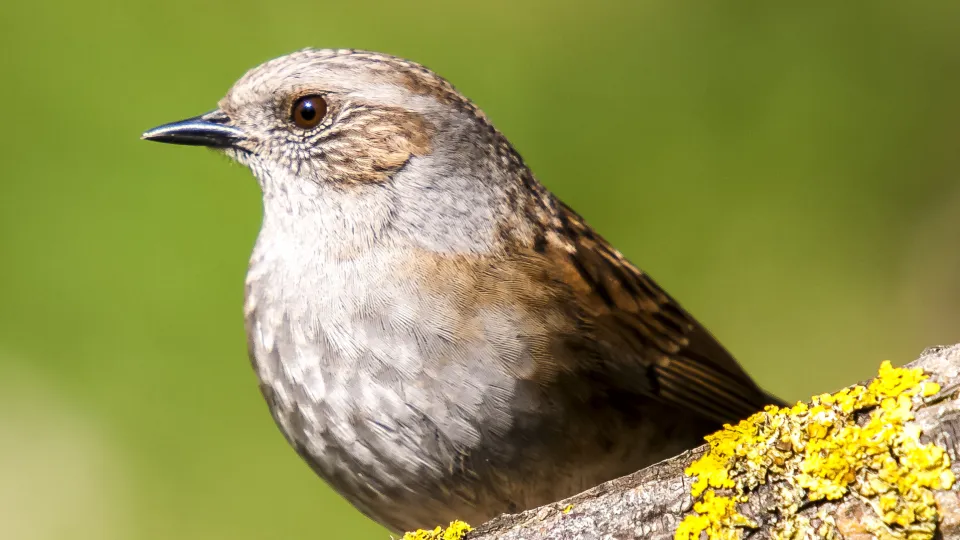 A dunnock on a branch
