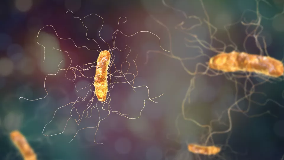 Illustration of the bacteria Clostridioides difficile (Image: iStock)