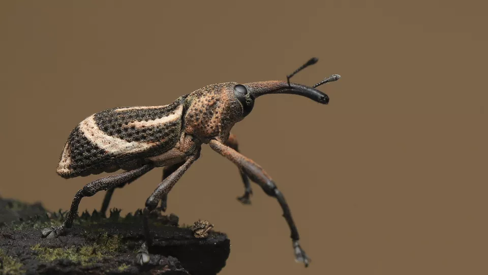 A Weevil (Photo: Pixabay)