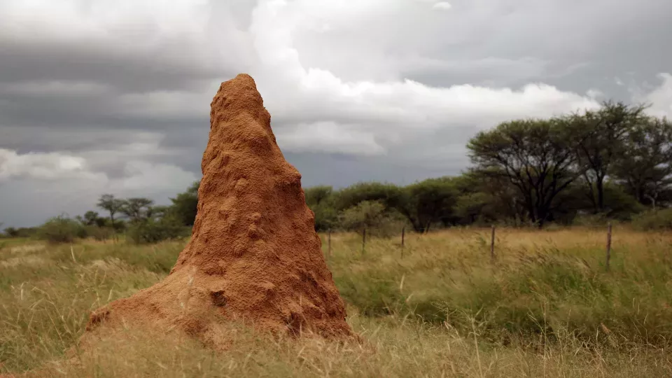 A termite stack