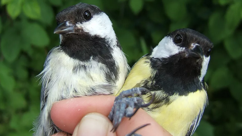 Two great tits sitting on a hand