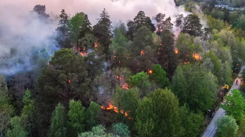 View of forest fire