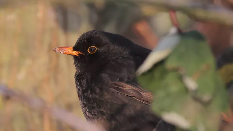 Blackbird on a branch