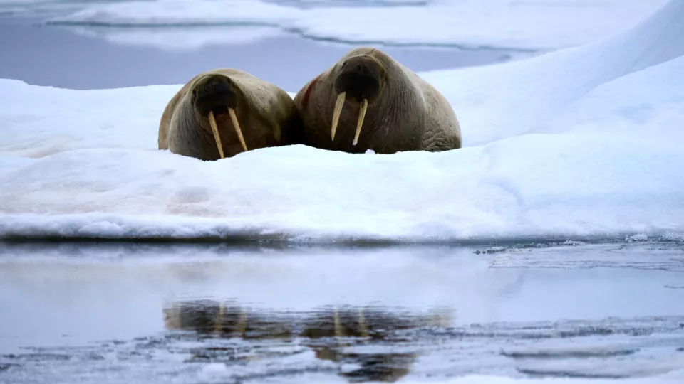 Two walrus in the snow by the water