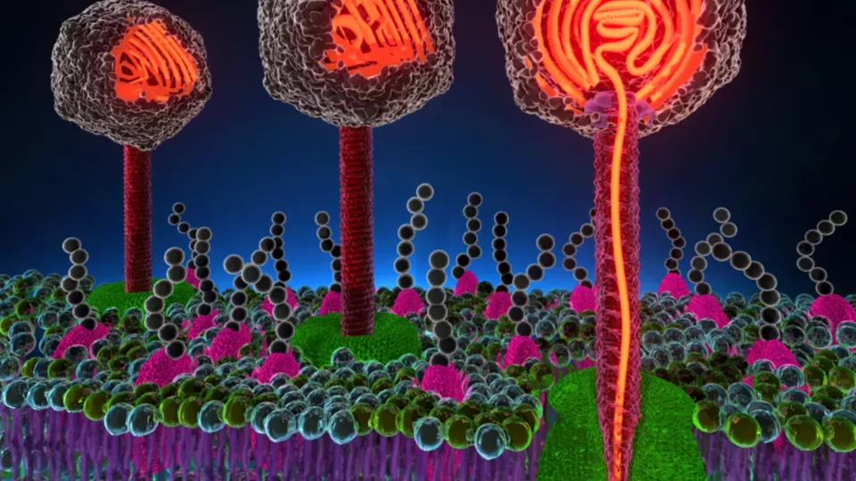 Illustration of phage virus injecting its DNA into a cell (Image: Alex Evilevitch and Ting Liu)