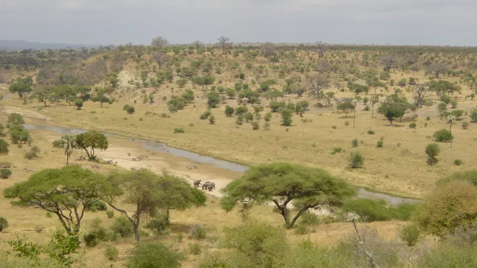 The study shows that large herbivores have a positive impact on variation in tree cover in the world’s protected areas. The picture shows Tarangire National Park in Tanzania. 