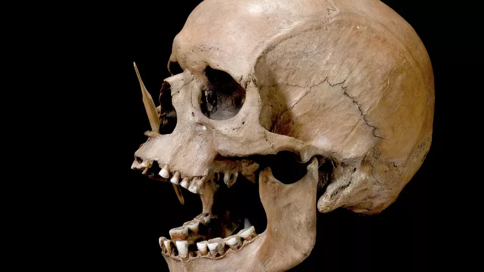 The Porsmose man from the Neolithic period, killed by two arrows with bone tips (Photo: National Museum of Denmark)